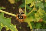 Photo: Datura stramonium 11.