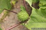 Photo: Datura stramonium 15.