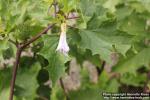 Photo: Datura stramonium 16.