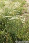 Photo: Daucus carota 14.