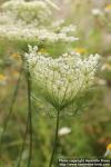 Photo: Daucus carota 15.