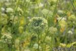 Photo: Daucus carota 18.