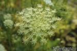 Photo: Daucus carota 19.