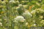 Photo: Daucus carota 21.