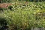 Photo: Daucus carota 22.