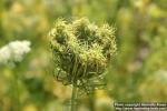 Photo: Daucus carota 23.