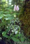 Photo: Dactylorhiza fuchsii 3.