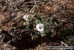 Photo: Datura.