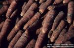 Photo: Daucus carota 6.