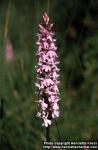 Photo: Dactylorhiza fuchsii 1.