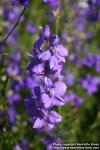 Photo: Delphinium 5.