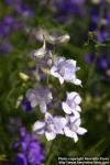 Photo: Delphinium 6.