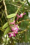 Photo: Dendrobium nobile.