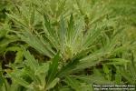 Photo: Chrysanthemum pacificum 2.