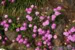 Photo: Delosperma cooperi 0.