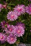 Photo: Delosperma cooperi 3.