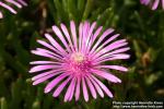 Photo: Delosperma cooperi 5.