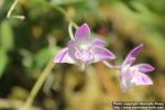 Photo: Dendrobium kingianum 0.