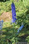 Photo: Delphinium elatum 00.