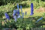 Photo: Delphinium elatum 01.