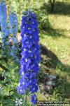 Photo: Delphinium elatum 03.