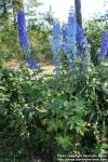 Photo: Delphinium elatum 07.