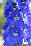 Photo: Delphinium elatum 09.