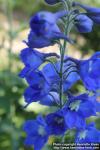 Photo: Delphinium elatum 10.