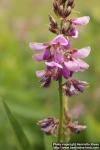 Photo: Desmodium canadense 3.