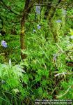 Photo: Delphinium barbeyi.