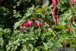 Photo: Lamprocapnos spectabilis 3.