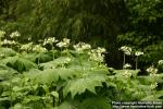 Photo: Diphylleia cymosa 1.