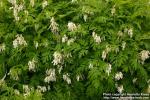 Photo: Dicentra eximia.