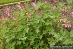 Photo: Lamprocapnos spectabilis 6.