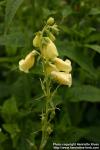 Photo: Digitalis grandiflora 1.