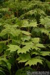 Photo: Diphylleia cymosa 2.