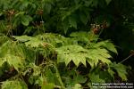 Photo: Diphylleia cymosa 3.