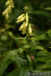 Photo: Digitalis lutea.