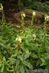 Photo: Digitalis lutea 1.