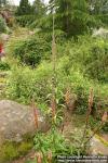 Photo: Digitalis ferruginea.