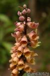 Photo: Digitalis ferruginea 2.