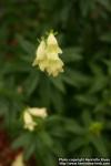 Photo: Digitalis ciliata 1.