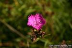 Photo: Dianthus carthusianorum.