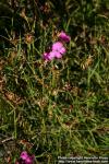 Photo: Dianthus carthusianorum 1.