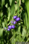 Photo: Dianella caerulea 2.