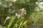 Photo: Dianella caerulea 4.