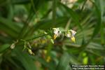 Photo: Dianella caerulea 5.