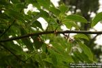 Photo: Diospyros glaucifolia 2.