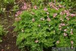 Photo: Dicentra formosa 4.