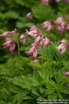 Photo: Dicentra formosa 6.